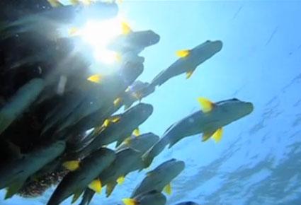 إسبح تحت سطح الماء مع Google SEAview